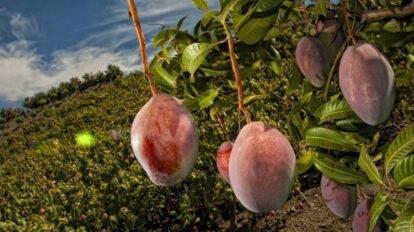 Beneficios de la cáscara de mango