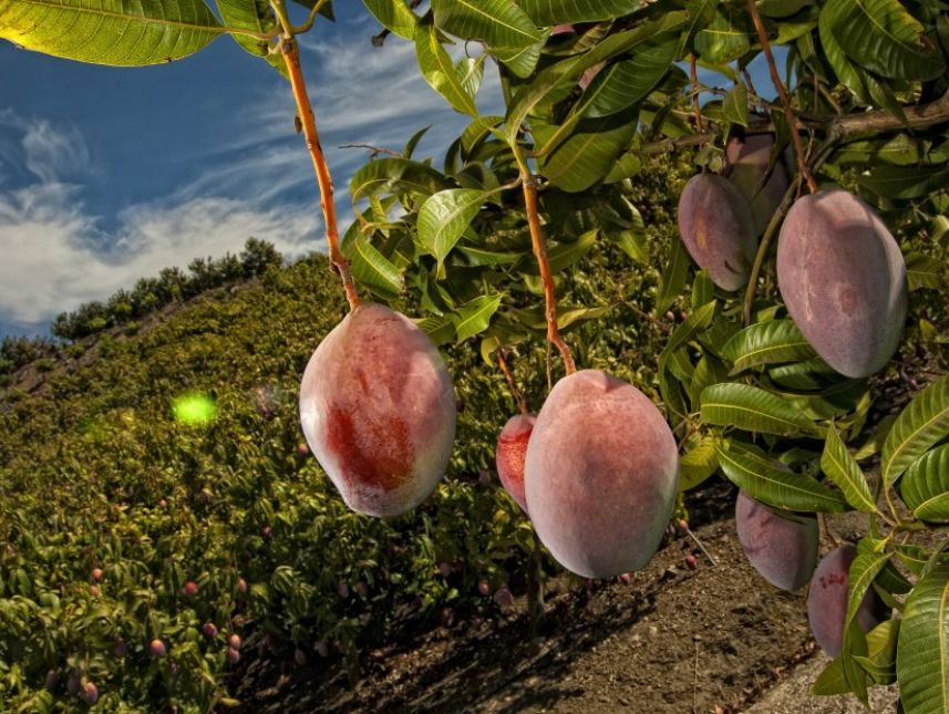 Beneficios de la cáscara de mango