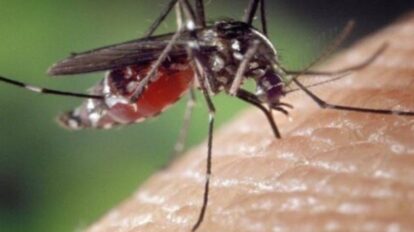 Más de 3 mil casos de leishmaniasis cutánea se registran al año en el país