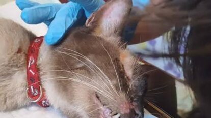 Falleció Félix, el gato rescatado tras pasar 37 días bajo los escombros