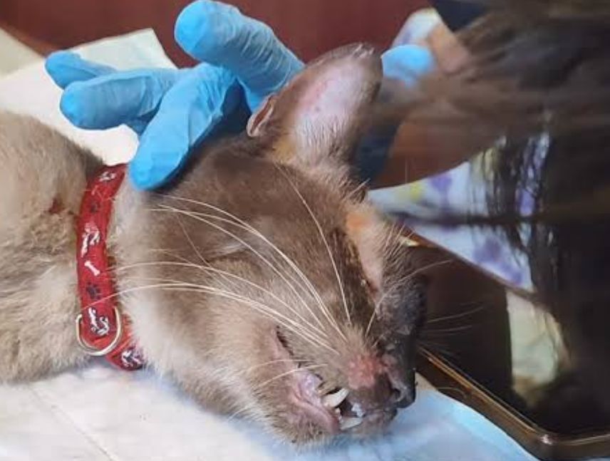 Falleció Félix, el gato rescatado tras pasar 37 días bajo los escombros