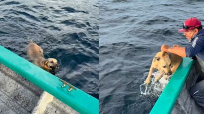 Pescadores rescatan a un perro perdido en altamar