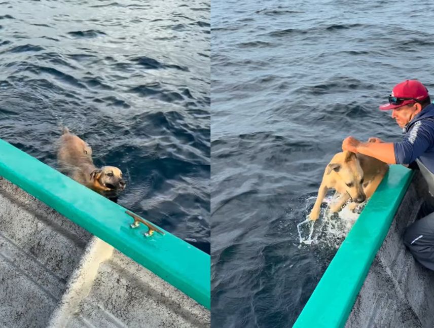 Pescadores rescatan a un perro perdido en altamar