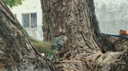Niño cazaba iguanas por hambre en Maracaibo