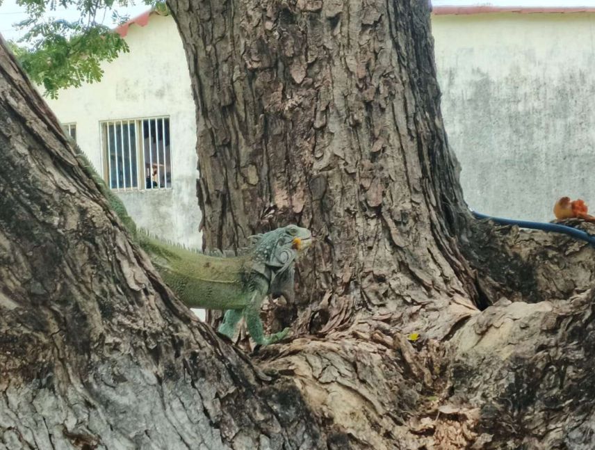 Niño cazaba iguanas por hambre en Maracaibo