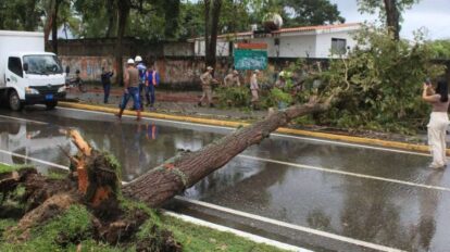 Lluvias y vientos huracanados derribaron árboles en San Felipe