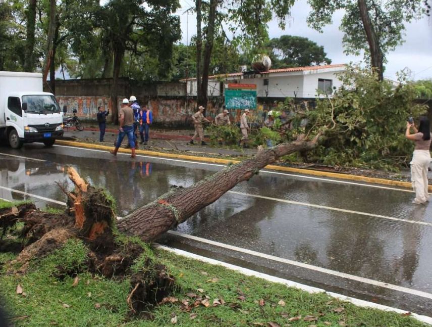 Lluvias y vientos huracanados derribaron árboles en San Felipe