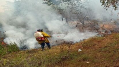 Reportan incendio forestal en áreas de producción agrícola en Carache