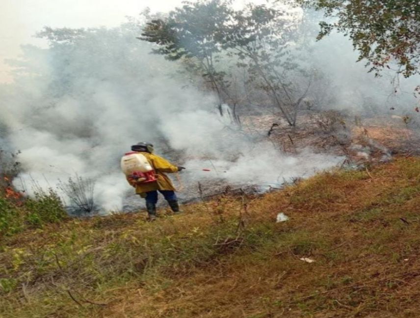 Reportan incendio forestal en áreas de producción agrícola en Carache