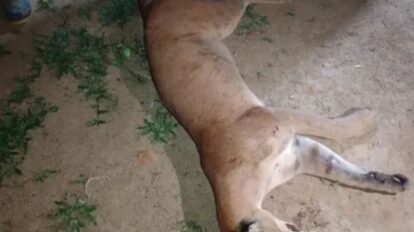 Reportan muerte de un puma en mina