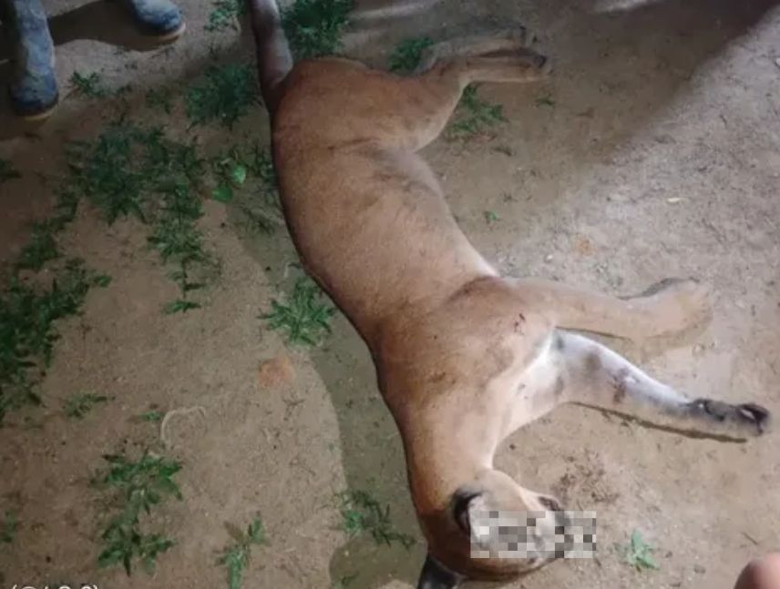 Reportan muerte de un puma en mina