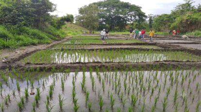 Productores alertan falta de acuerdo para el precio del arroz