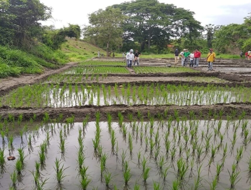 Productores alertan falta de acuerdo para el precio del arroz