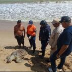 Hallan muerta tortuga marina en costas de Puerto Píritu