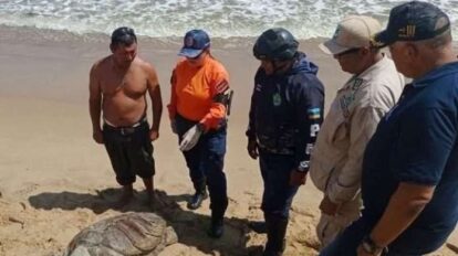 Hallan muerta tortuga marina en costas de Puerto Píritu