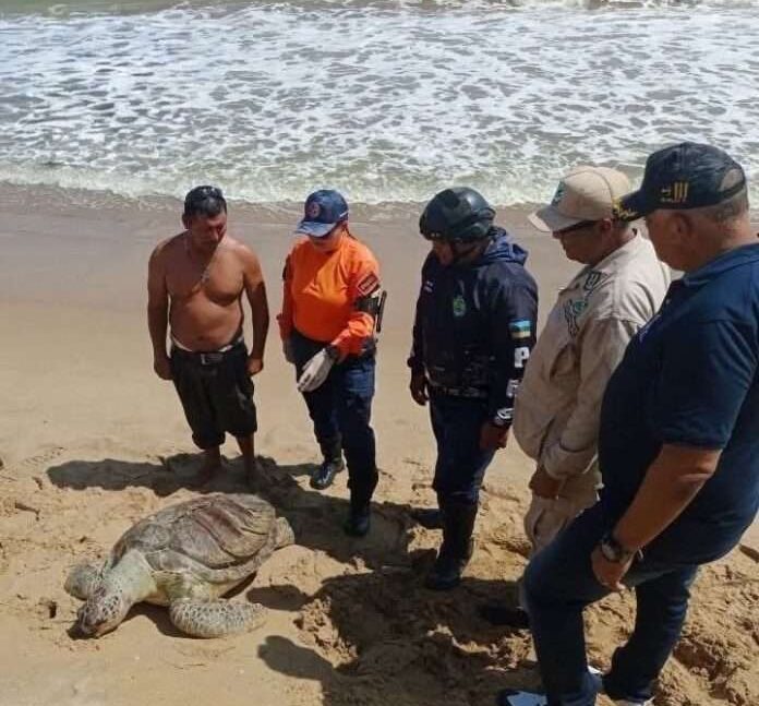 Hallan muerta tortuga marina en costas de Puerto Píritu