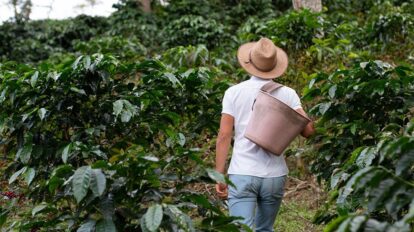 Beneficios de la infusión de hojas de café