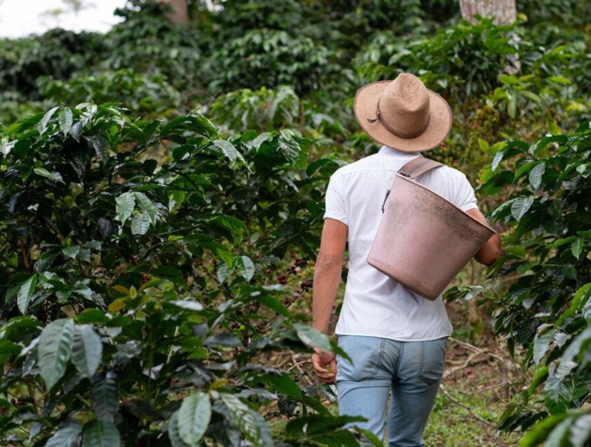 Beneficios de la infusión de hojas de café