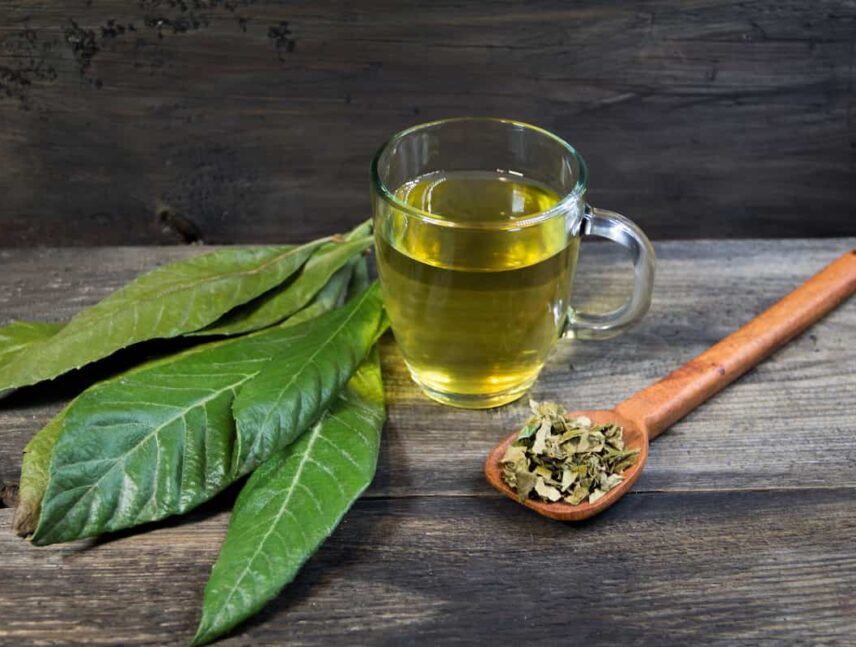 Las hojas del níspero: propiedades y beneficios
