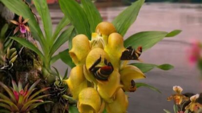 VII Muestra de Orquídeas de Caroní