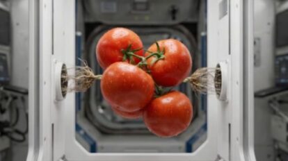 Semillas de tomate de la Nasa
