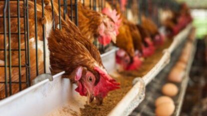 Gremio preve aumento d ela producción de pollo en Venezuela