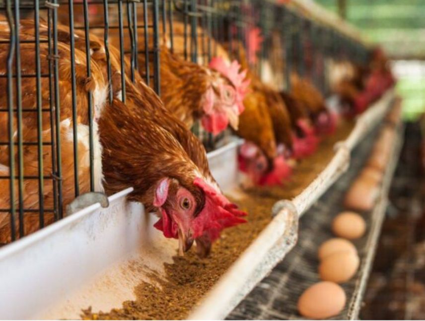 Gremio preve aumento d ela producción de pollo en Venezuela
