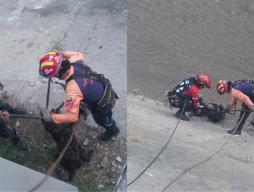 Rescatan a un perrito que cayó al río Guaire