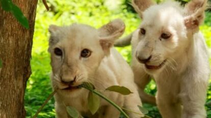 Leones blancos de Maracay crecen sanos