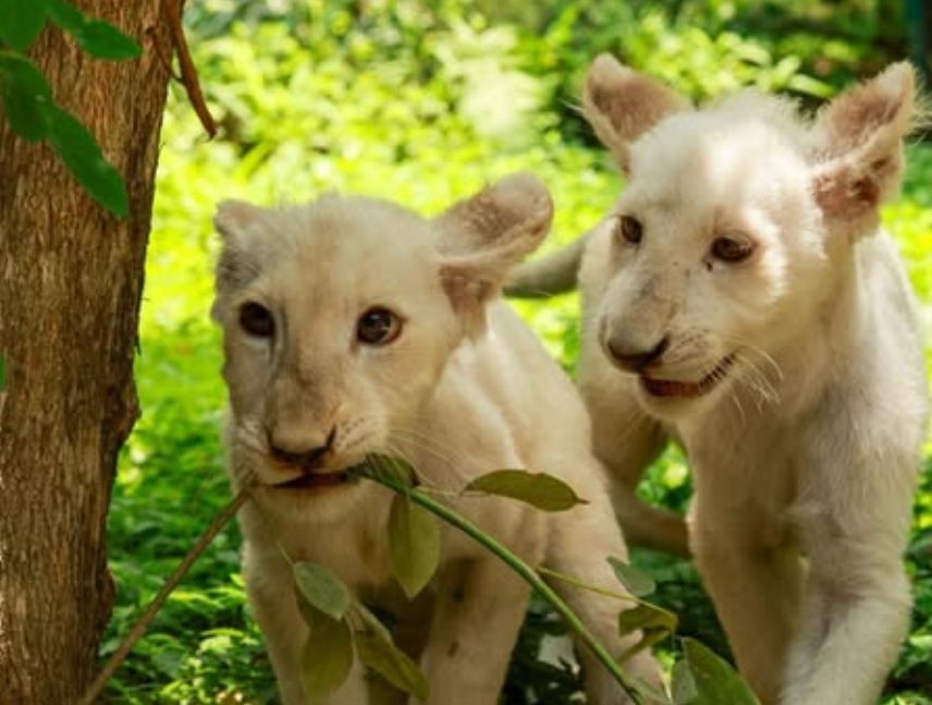 Leones blancos de Maracay crecen sanos