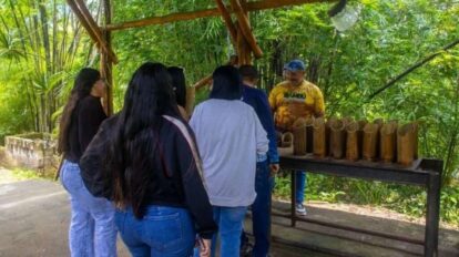 Mincyt evalúa uso del bambú para viviendas sostenibles