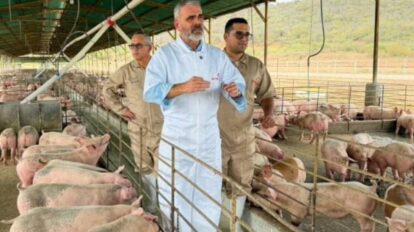 Padrino: sector porcino podría crecer 15,3% este año
