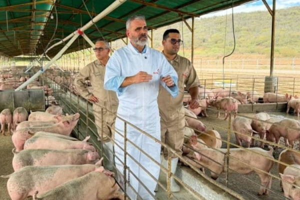 Padrino: sector porcino podría crecer 15,3% este año