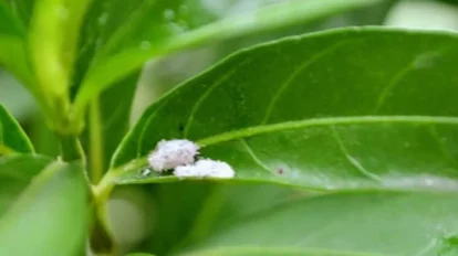 Cómo utilizar el vinagre para eliminar bichos de las plantas