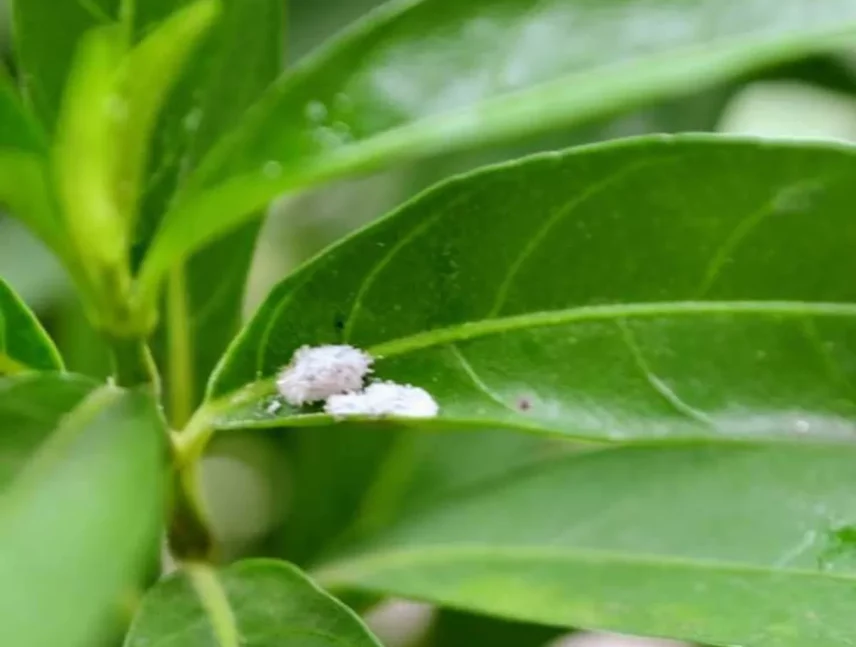 Cómo utilizar el vinagre para eliminar bichos de las plantas