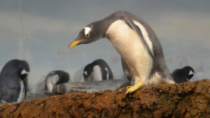 Identifican una nueva especie de pingüino en el Océano Índico