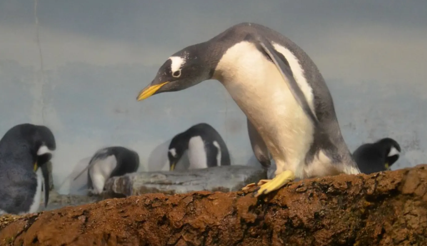 Identifican una nueva especie de pingüino en el Océano Índico