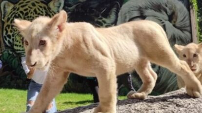 Nuevos leoncitos presentados al público en el Parque Zoológico Las Delicias de Maracay, estado Aragua.