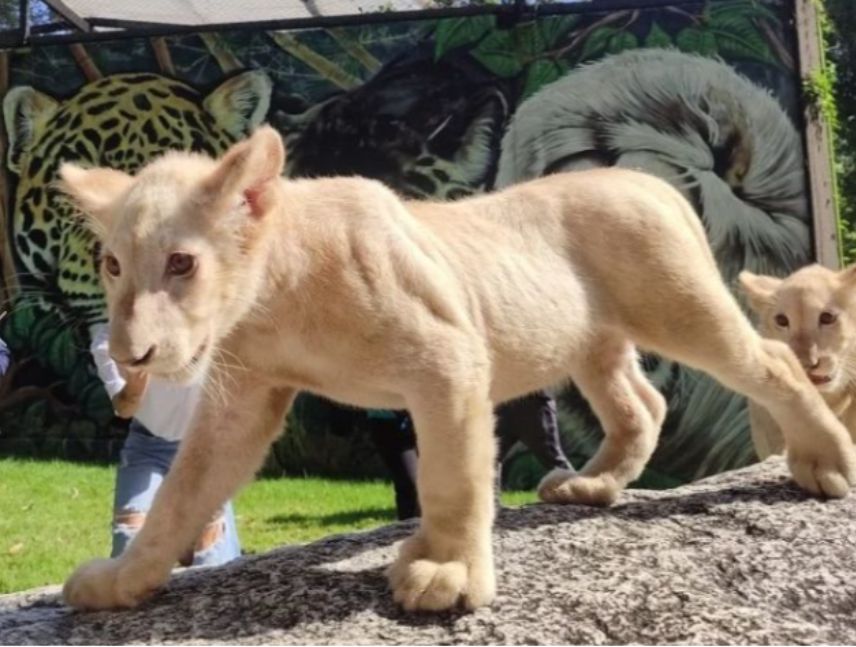 Nuevos leoncitos presentados al público en el Parque Zoológico Las Delicias de Maracay, estado Aragua.