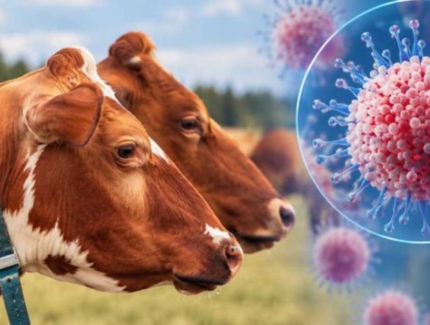 Virus Shamonda detectado por primera vez en un paciente humano en Lyon, Francia, según las autoridades sanitarias.