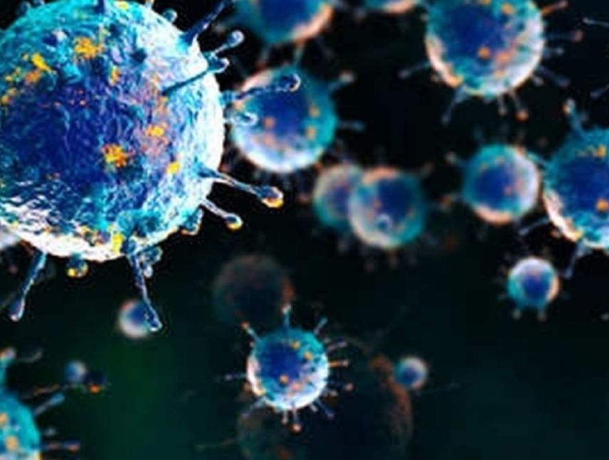 Virus shamonda y seguimiento de la OMS tras el primer caso humano mortal registrado en Francia.