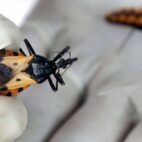Especialistas alertan sobre el riesgo de transmisión oral del mal de Chagas por bebidas contaminadas en Venezuela.
