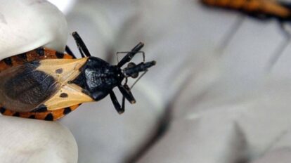 Especialistas alertan sobre el riesgo de transmisión oral del mal de Chagas por bebidas contaminadas en Venezuela.