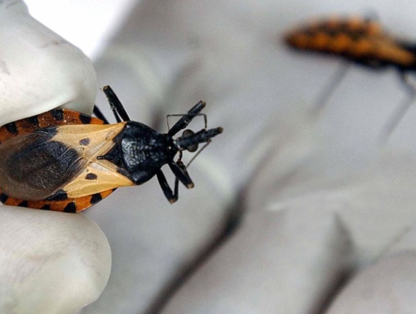 Especialistas alertan sobre el riesgo de transmisión oral del mal de Chagas por bebidas contaminadas en Venezuela.
