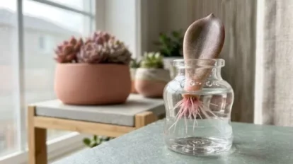 Cultiva suculentas en agua