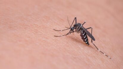 Cómo repeler a los mosquitos.