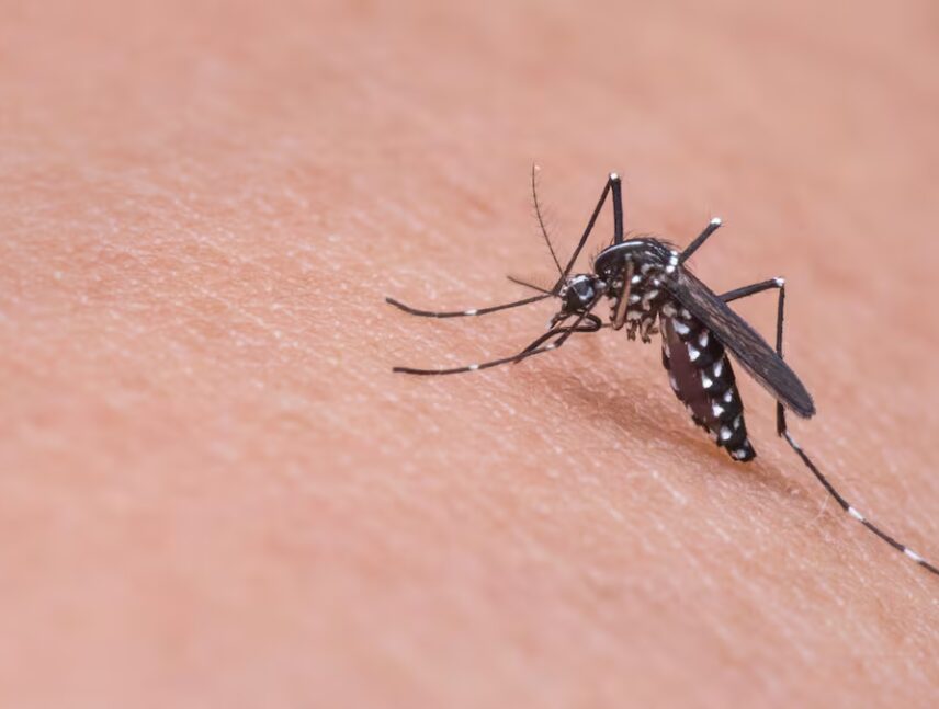 Cómo repeler a los mosquitos.