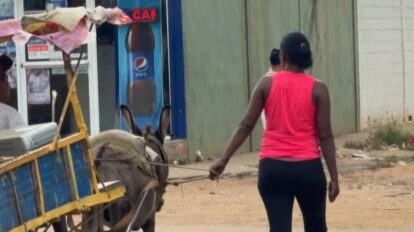 Investigaran maltrato a un burro en Maracaibo