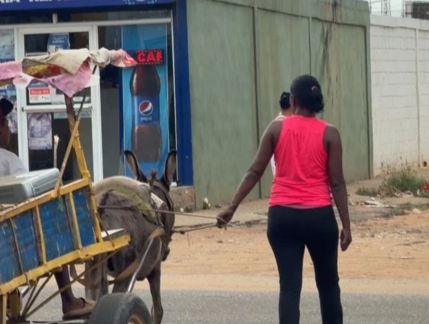 Investigaran maltrato a un burro en Maracaibo