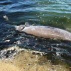 Encuentran sin vida a manatí en la orilla del Lago de Maracaibo